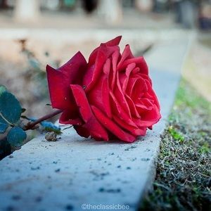 Meet your Posher, Bernie